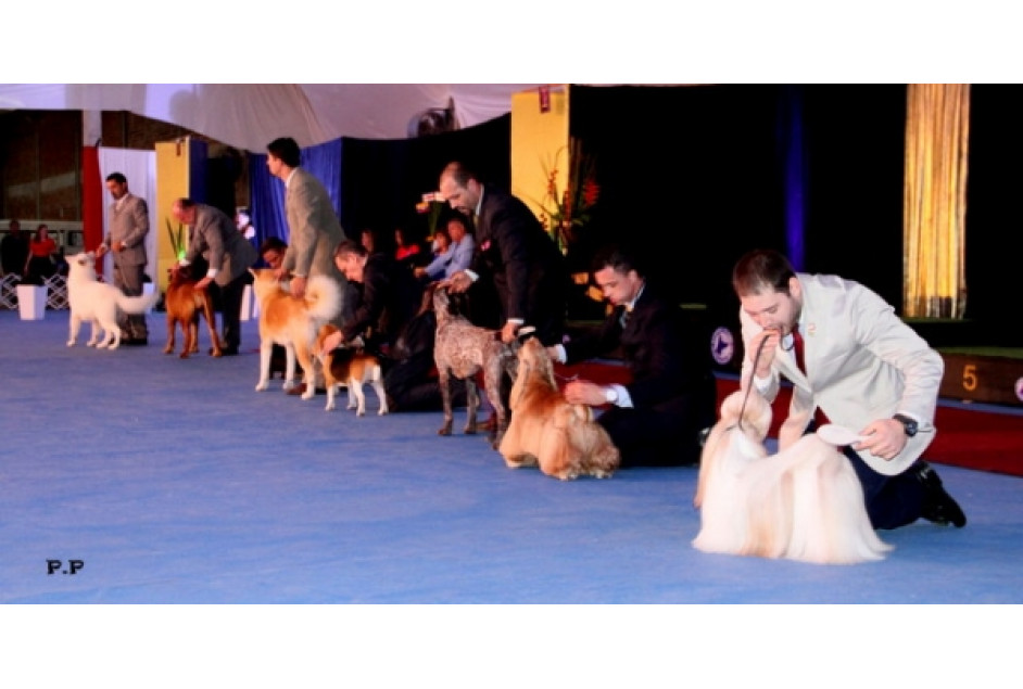 Exposição de Cães aberta à comunidade no final de semana