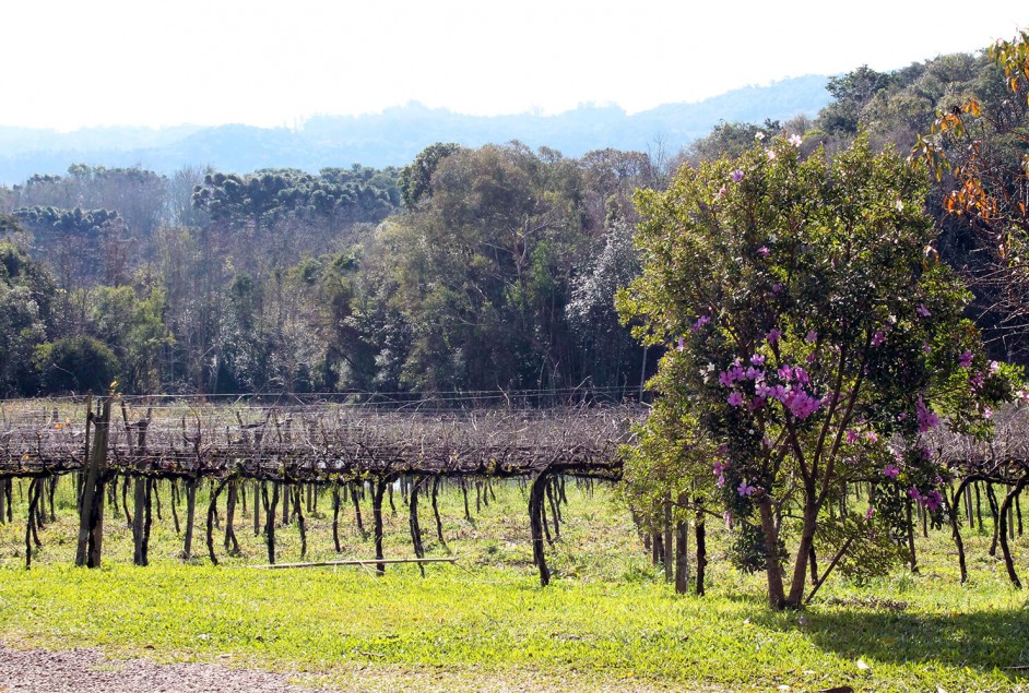 19ª Seleção dos Melhores Vinhos, Espumantes e Sucos de Garibaldi tem ano de produção recorde